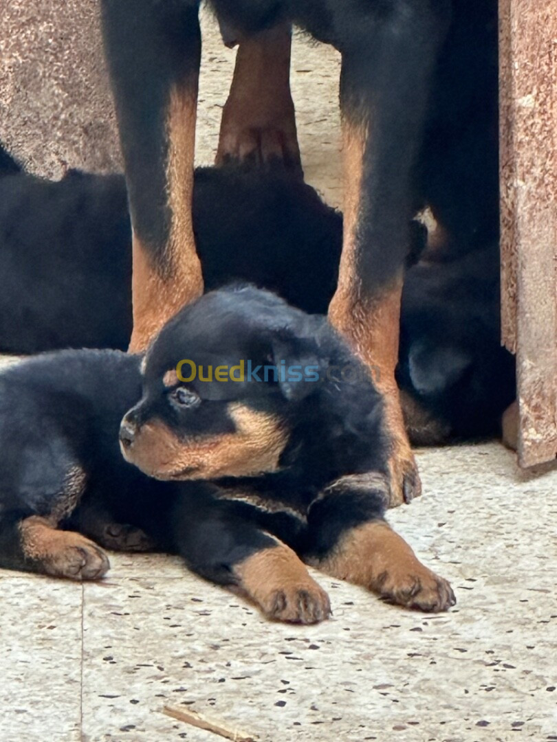 Rottweiler pur race Serbie 