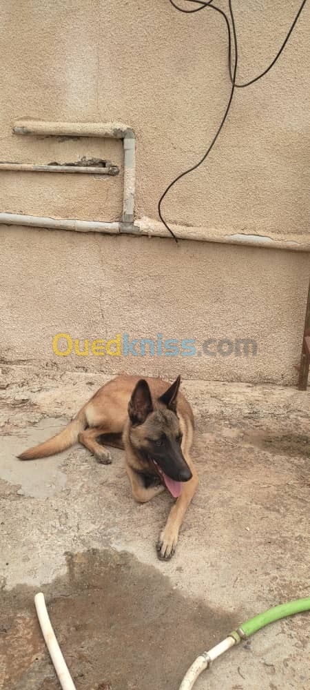 Malinois femelle 5 mois