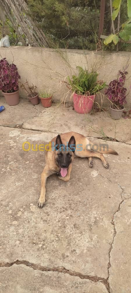 Malinois femelle 5 mois