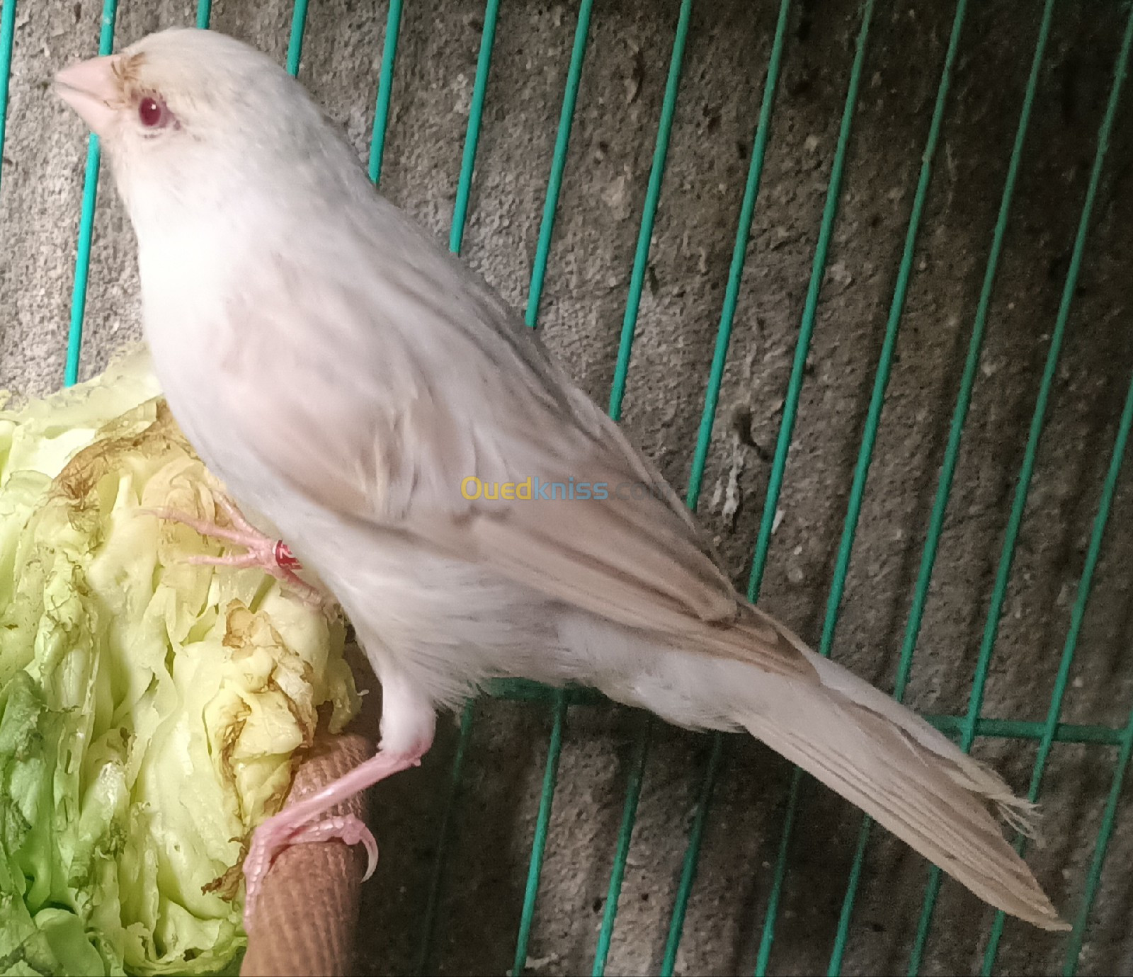 Jeunes canari satiné Blanc Rkhama