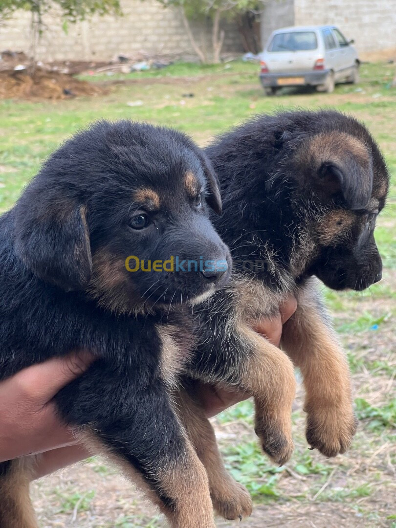 Chiots berger allemand 