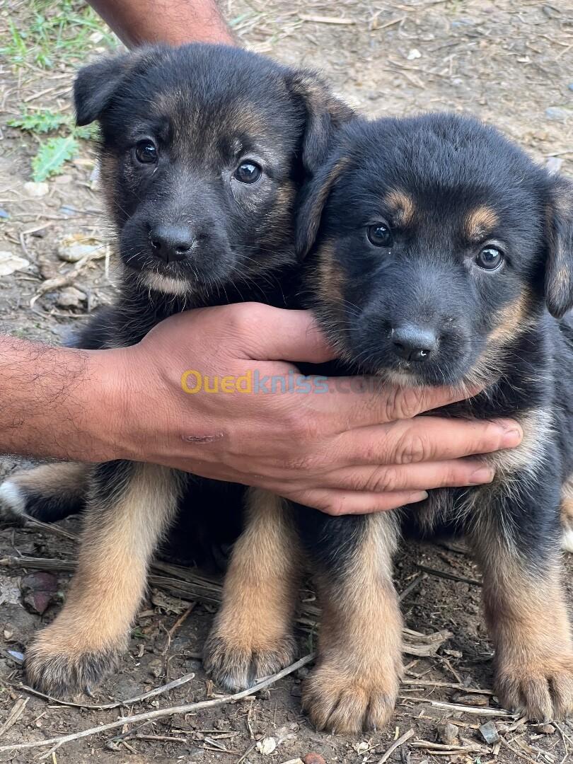 Chiots berger allemand 