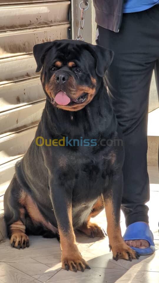  femelle rottweiler age 4 moi et demi