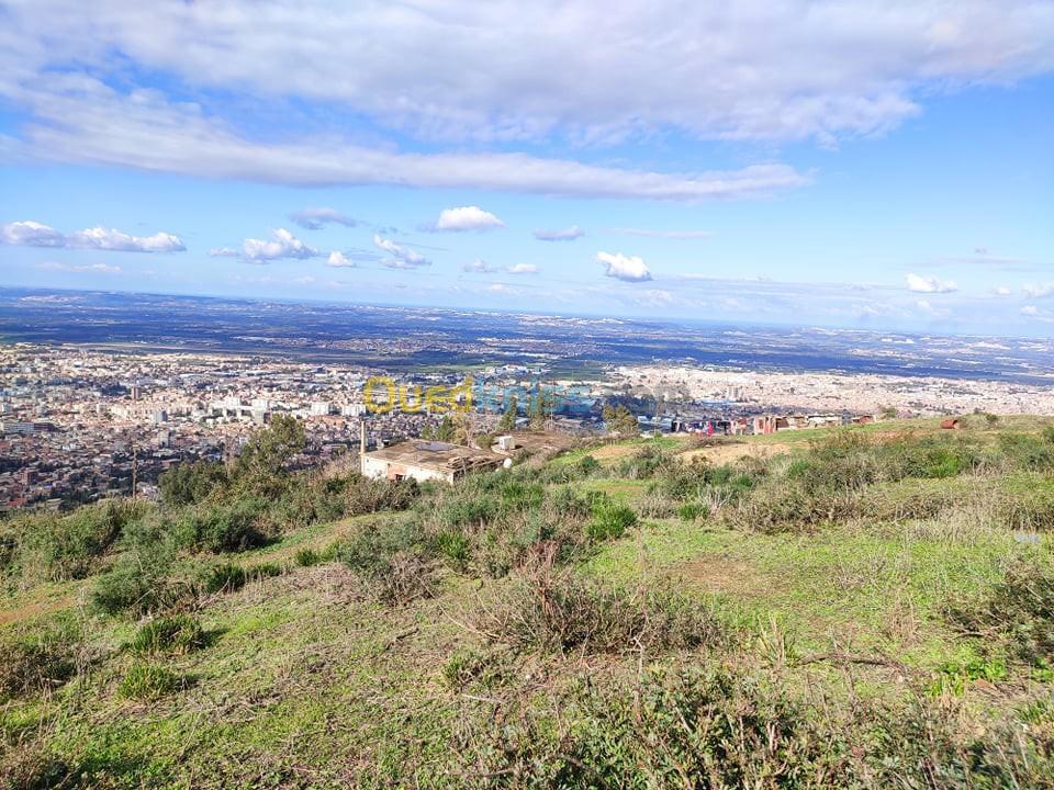 Vente Terrain Blida Chrea