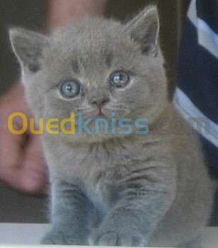 Chat British short hair gris 