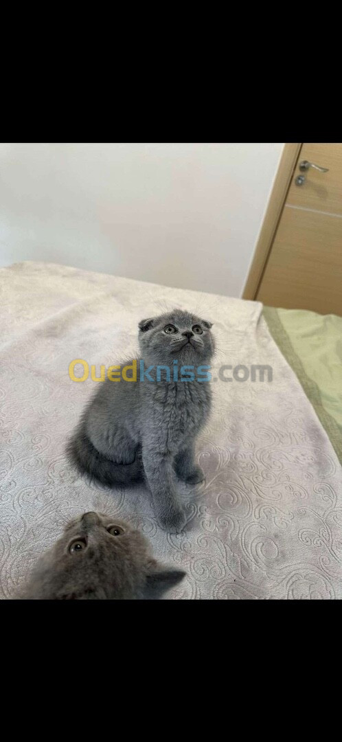 British short hair & Scottish fold