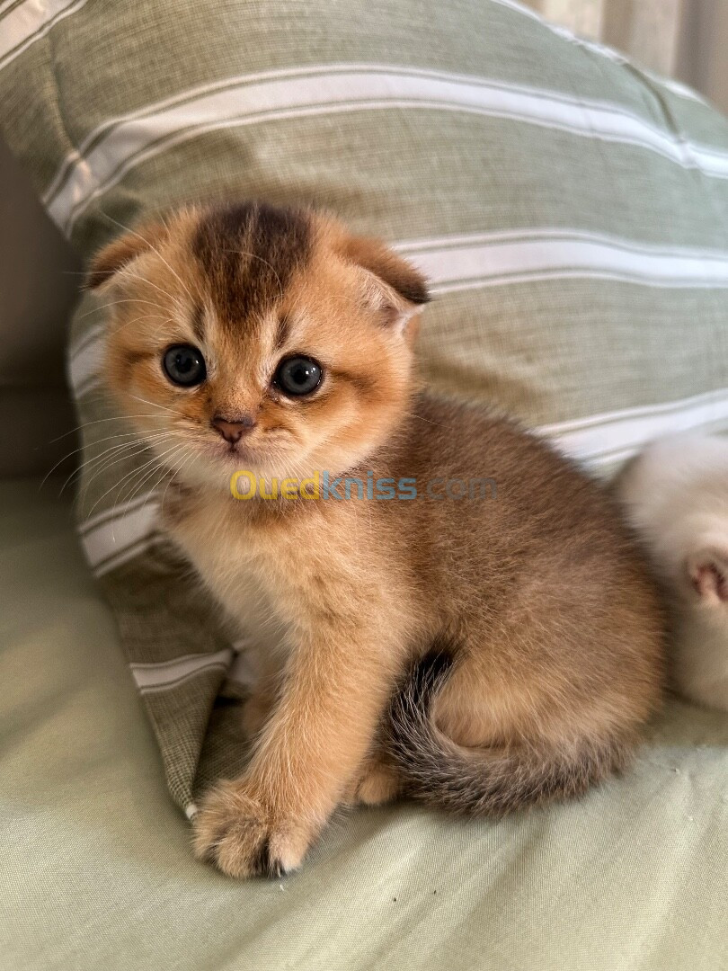 Chat British short hair & Scottish fold