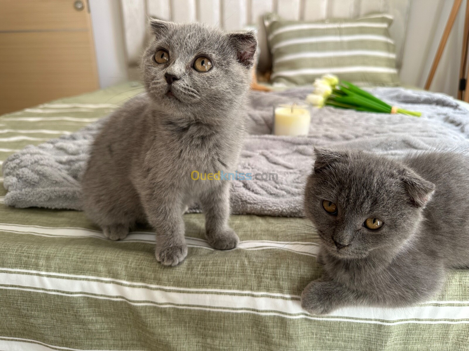 Chat Scottish fold