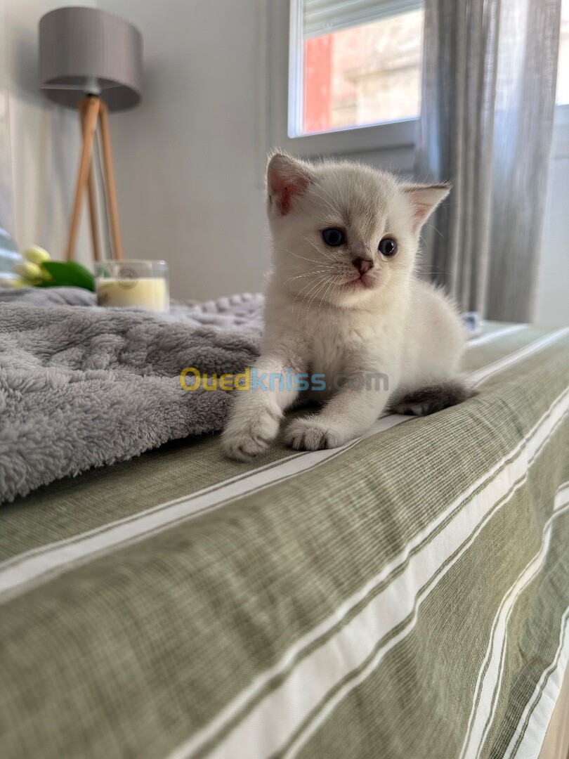 Chat British short hair & Scottish fold