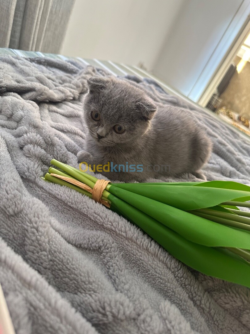 Chat Scottish fold