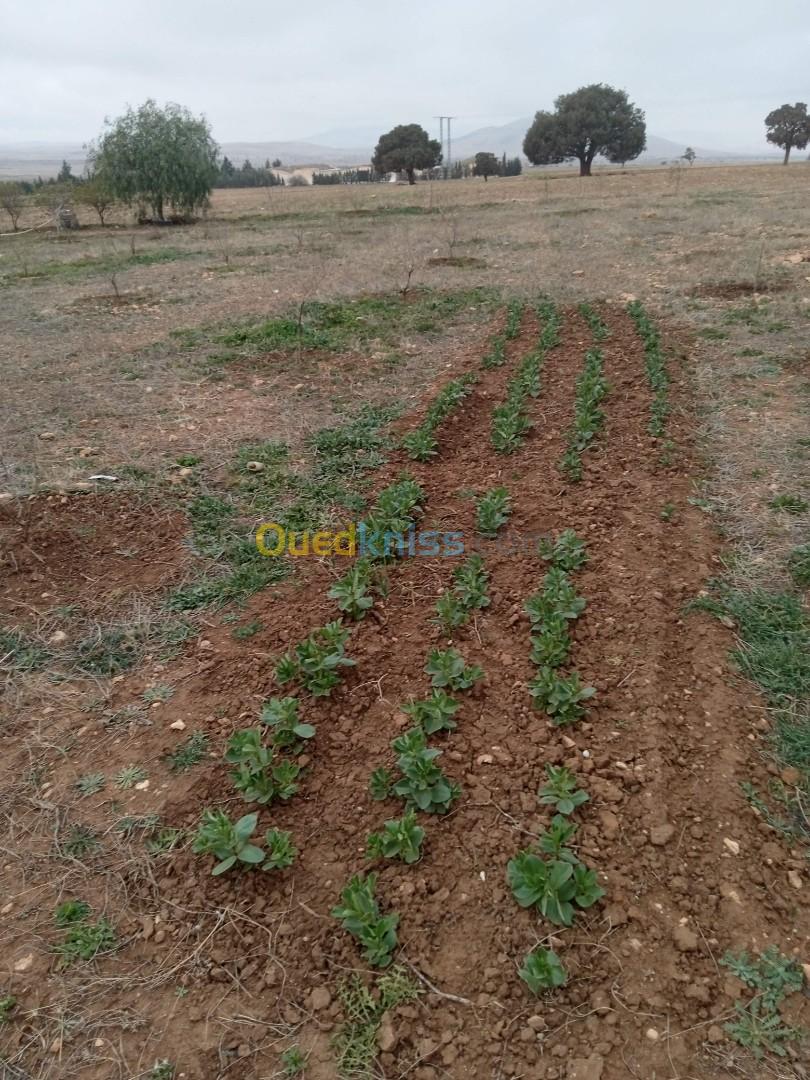 Vente Terrain Agricole Tiaret Frenda