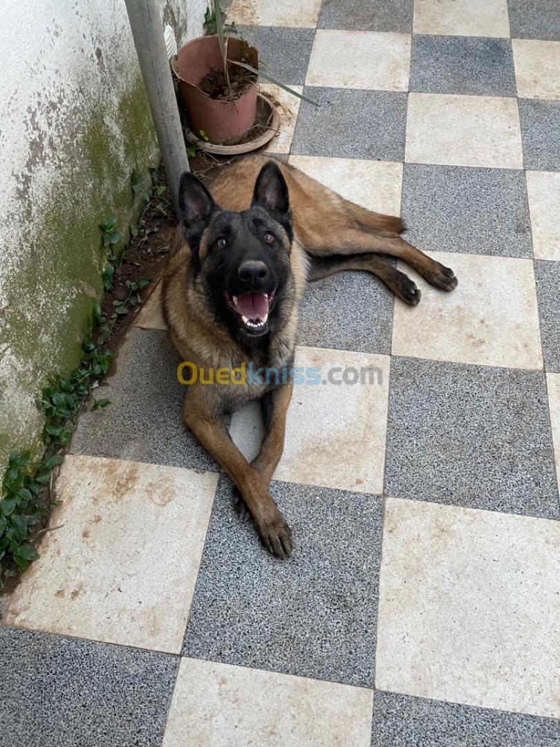 Malinois pure race