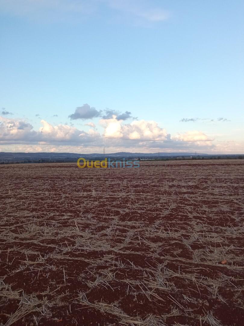 Vente Terrain Agricole Tipaza Hadjout