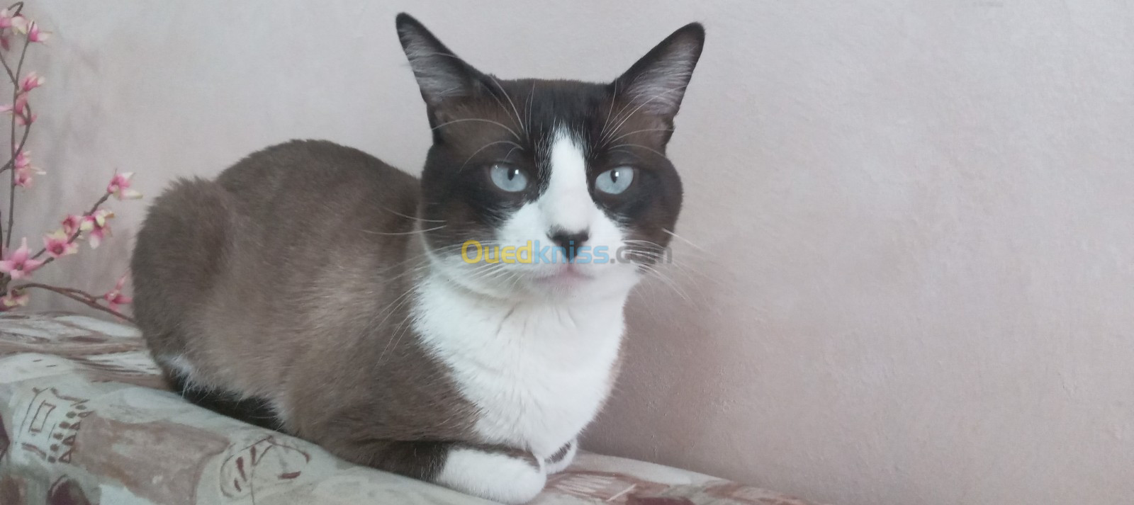 Adorable chat siamois royal de 2 ans à adopter