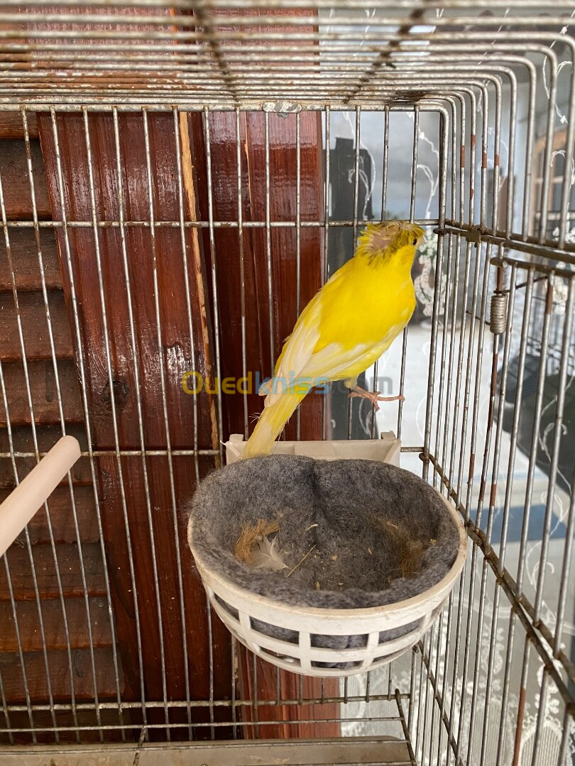 2 Femelles canari gloster wajdin