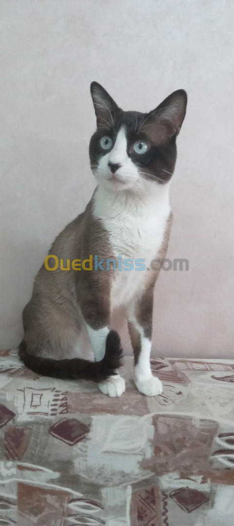 Adorable chat siamois royal de 2 ans à adopter