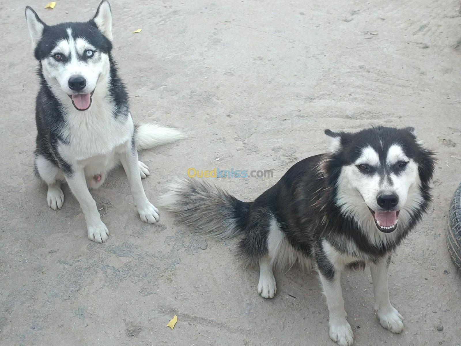 Couple chiens husky sibérien 