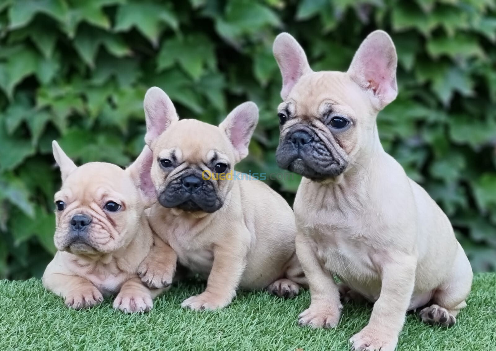 Bouledogue Français (élevage européen)