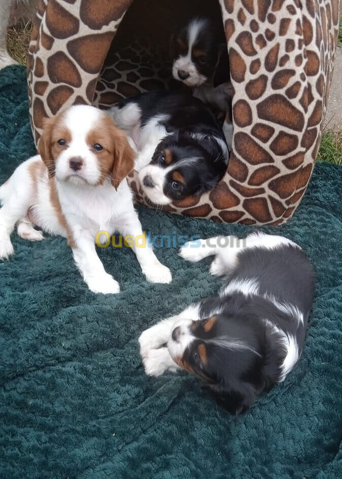 Cavalier King Charles Spaniel (élevage européen)