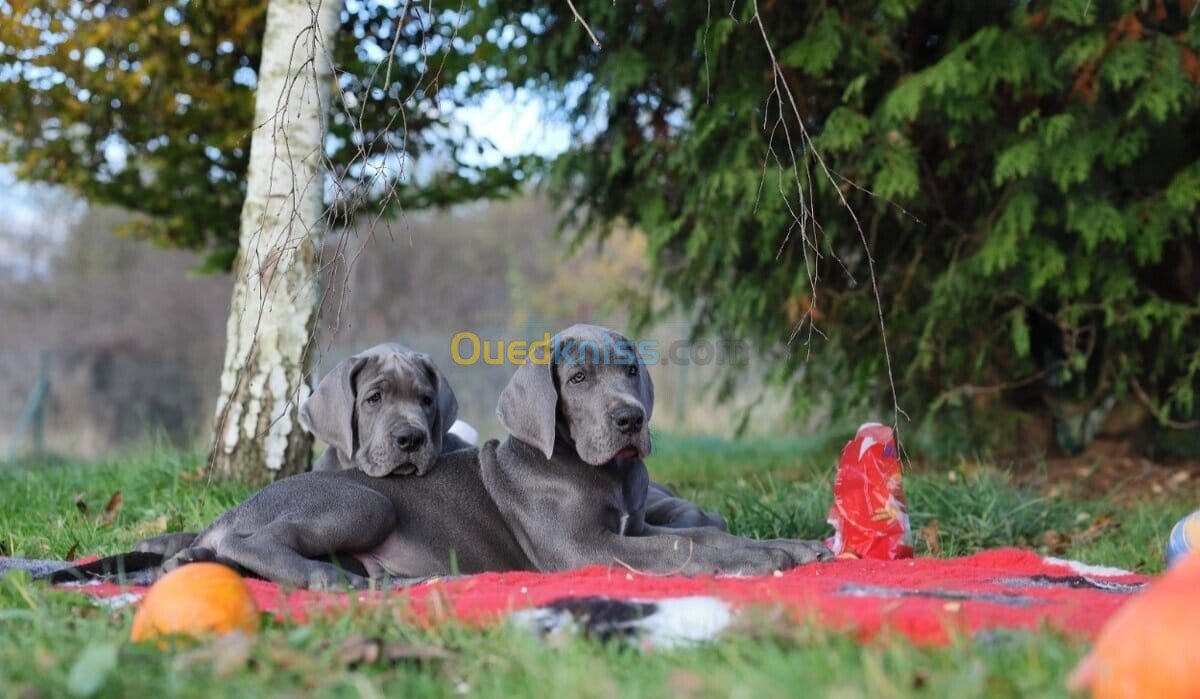 Dogue allemand Bleu ( élevage européen)