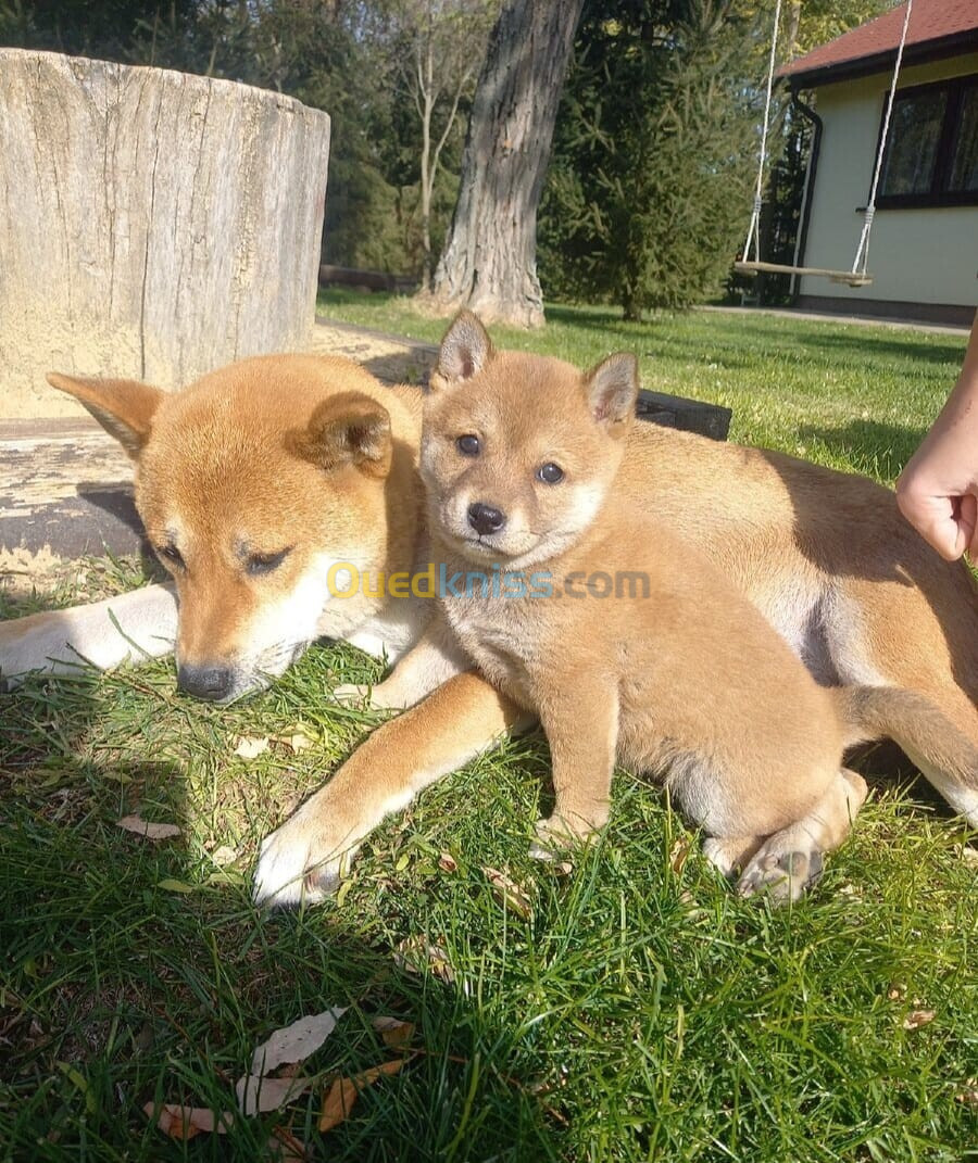 Shiba inu (élevage européen)