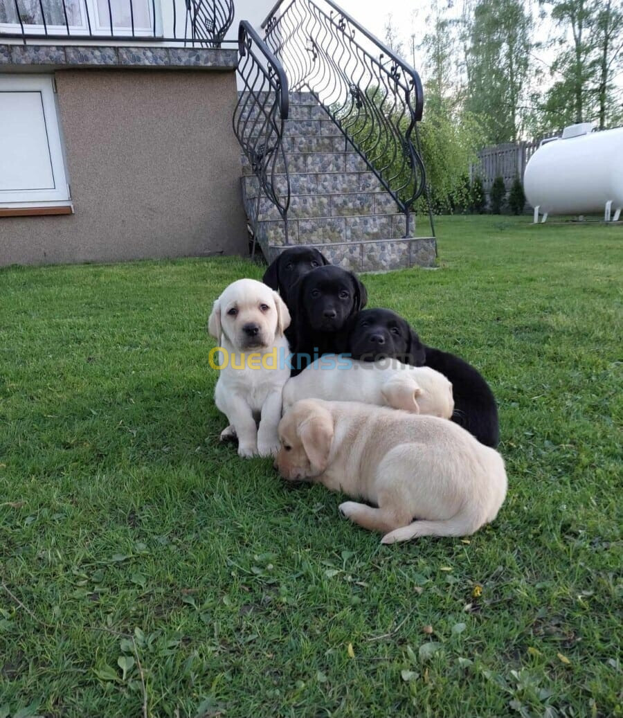 Labrador Retriever (Élevage européen)