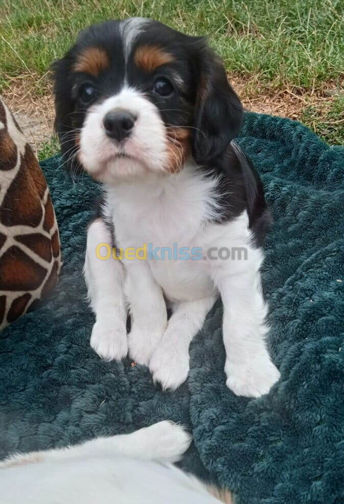 Cavalier King Charles Spaniel (élevage européen)