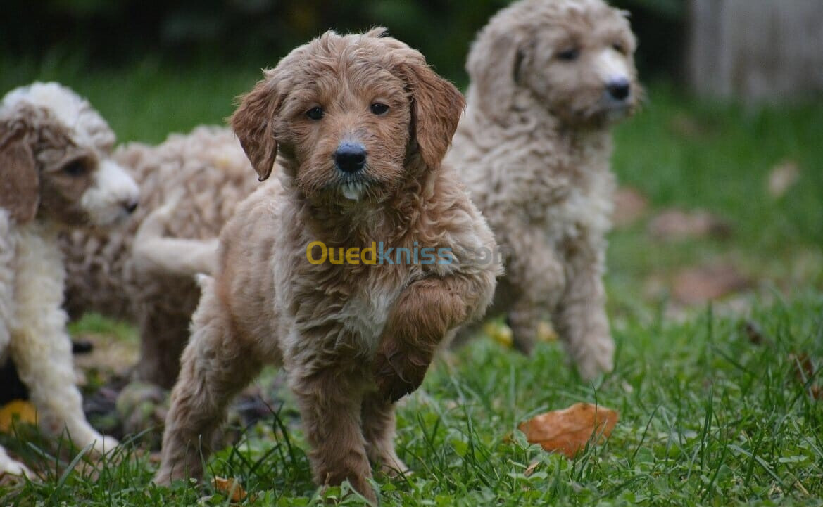 Goldendoodle(élevage européen)