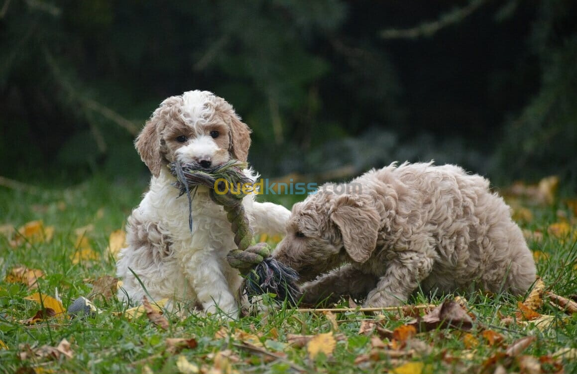 Goldendoodle(élevage européen)