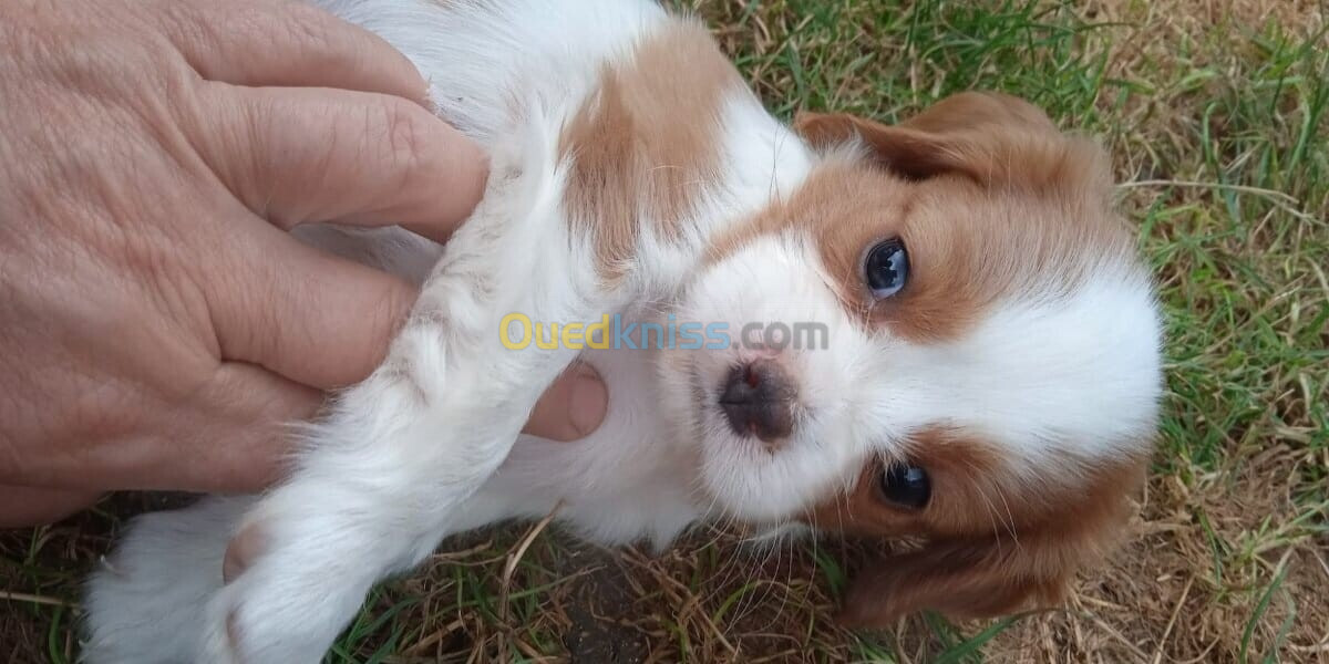 Cavalier King Charles Spaniel (élevage européen)