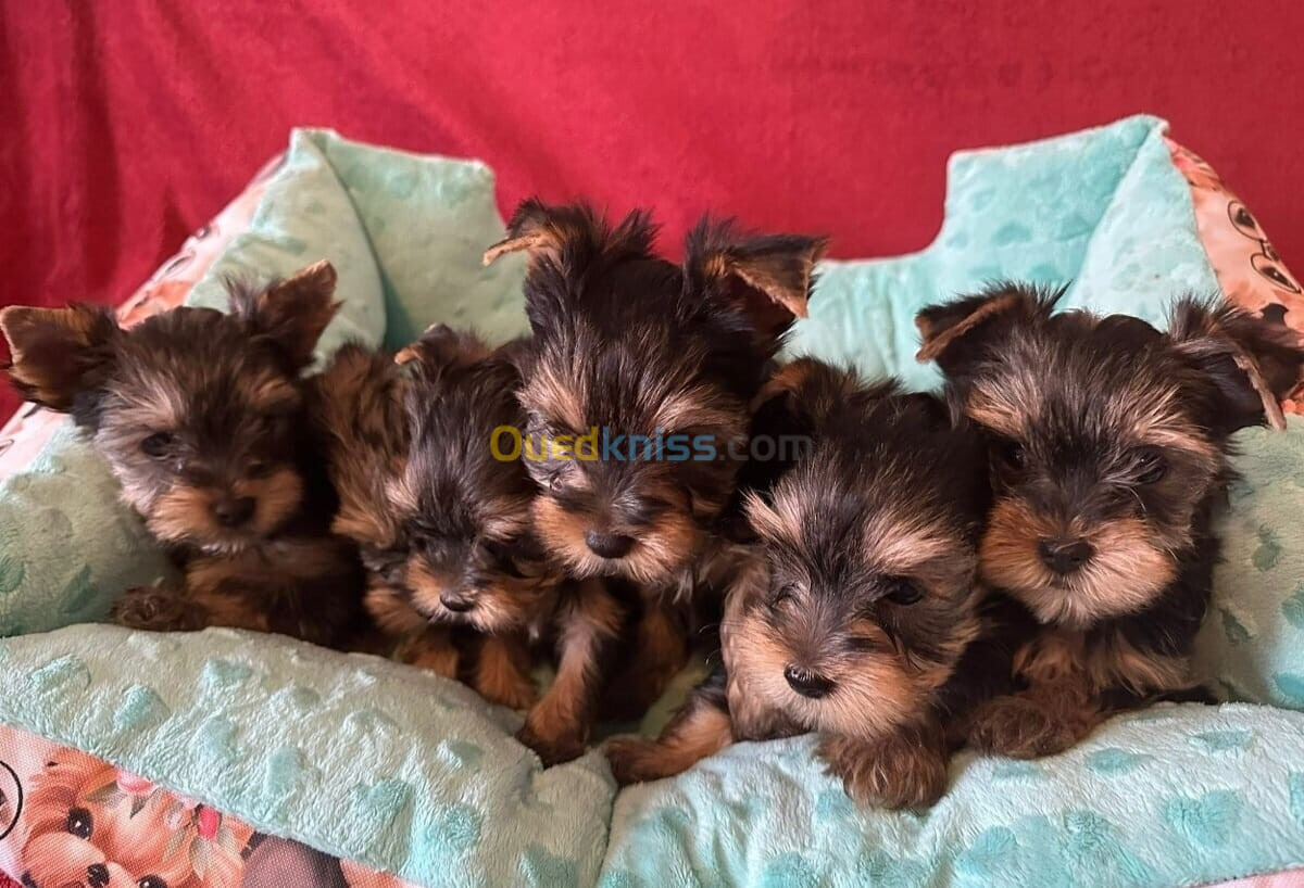 Yorkshire Terrier (élevage européen)