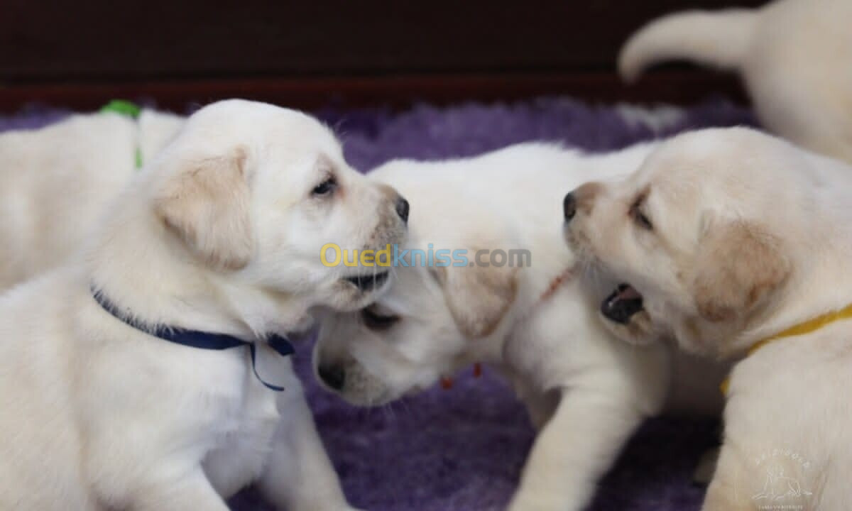 Labrador Retriever (élevage européen)