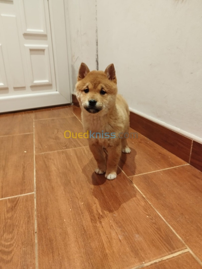 Shiba inu (élevage européen)