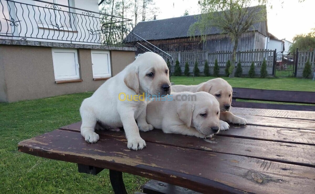 Labrador Retriever (Élevage européen)