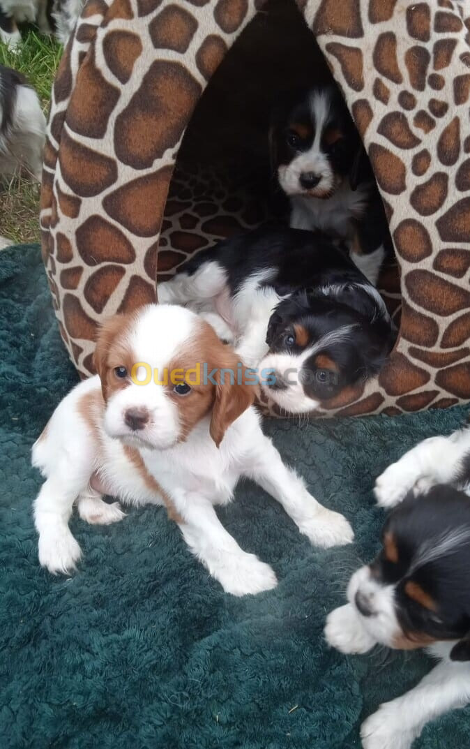 Cavalier King Charles Spaniel (élevage européen)