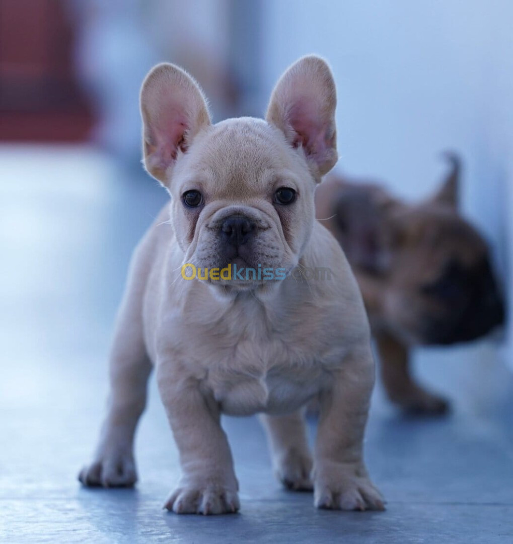 Bouledogue Français (élevage européen)