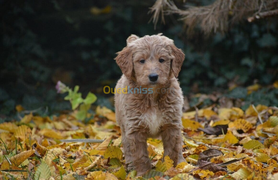 Goldendoodle(élevage européen)