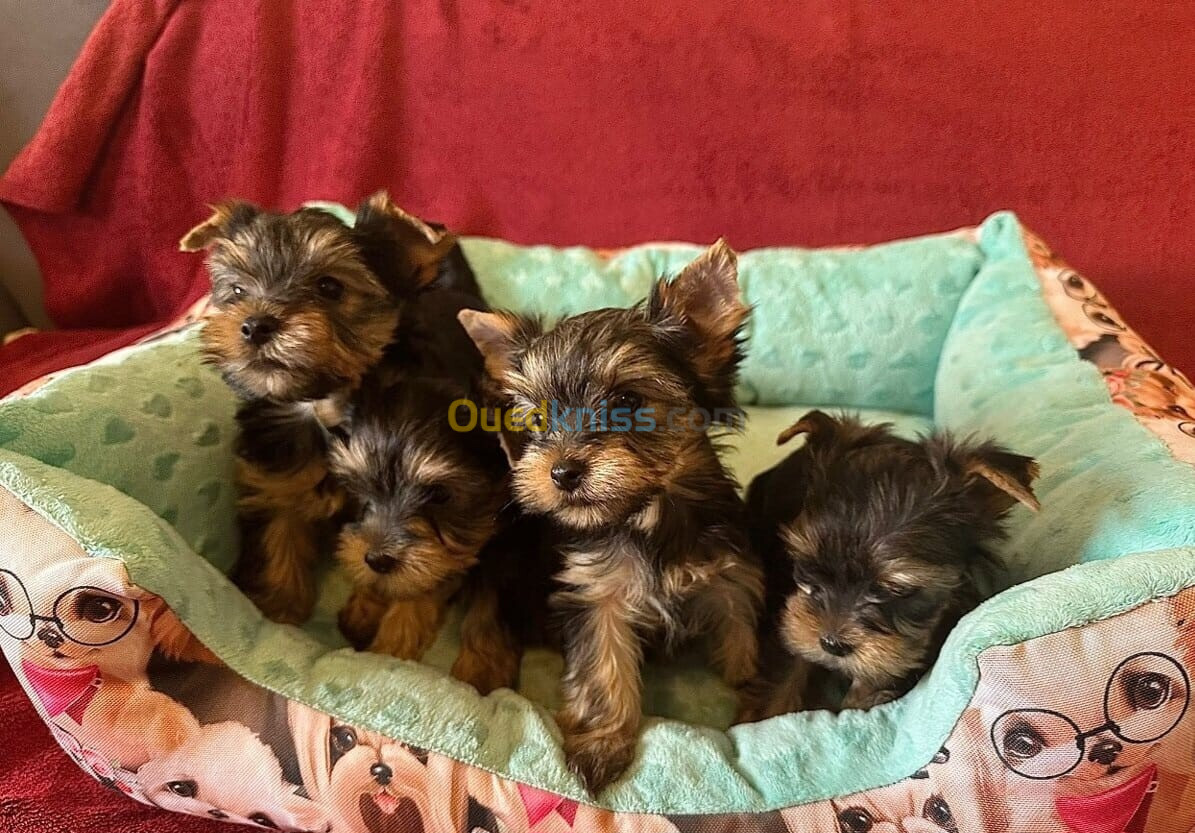 Yorkshire Terrier (élevage européen)