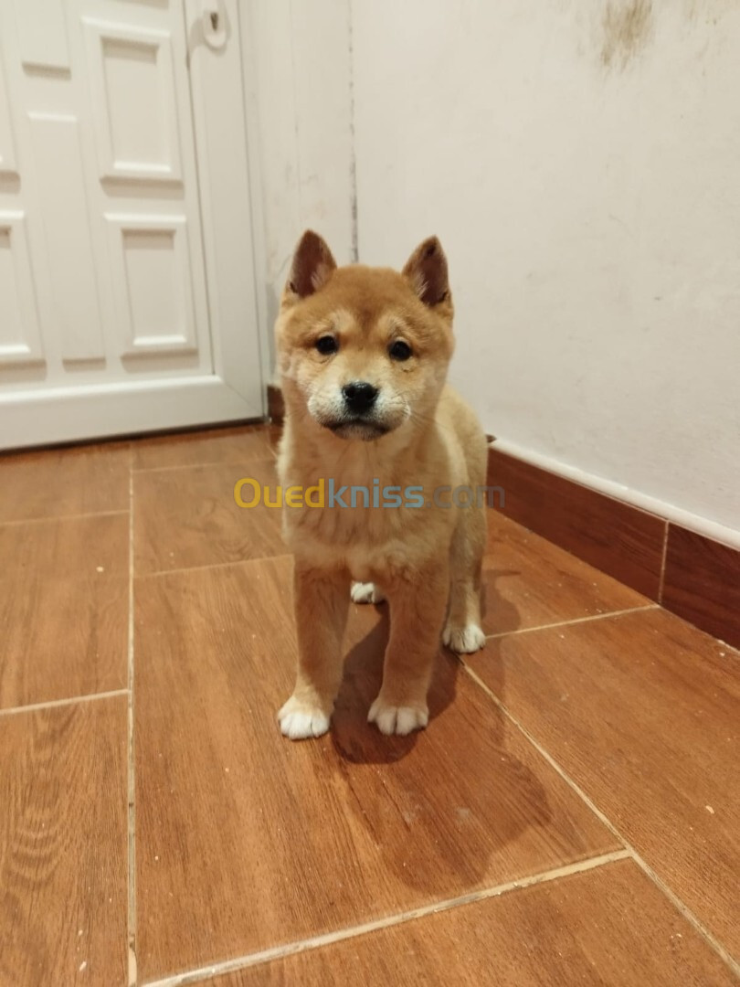 Shiba inu (élevage européen)