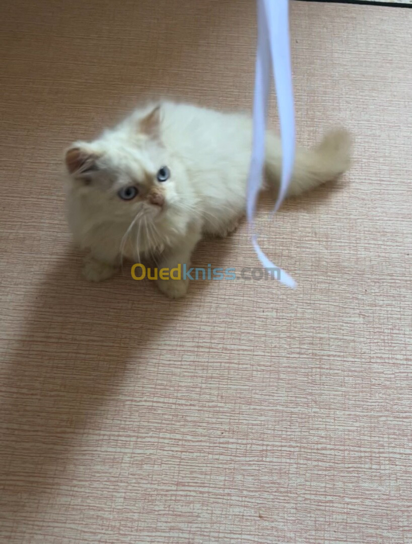 Chaton male race persin 3 mois alger Bab Ezzouar 