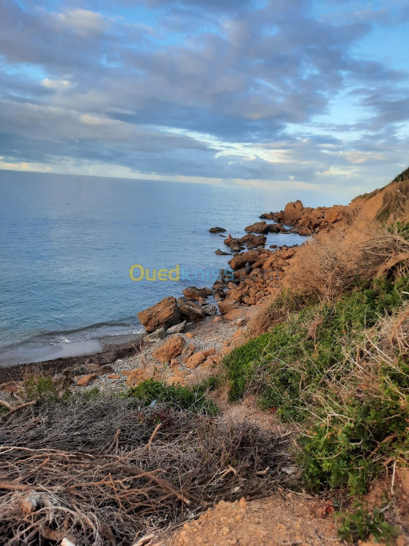 Vente Terrain Tipaza Larhat