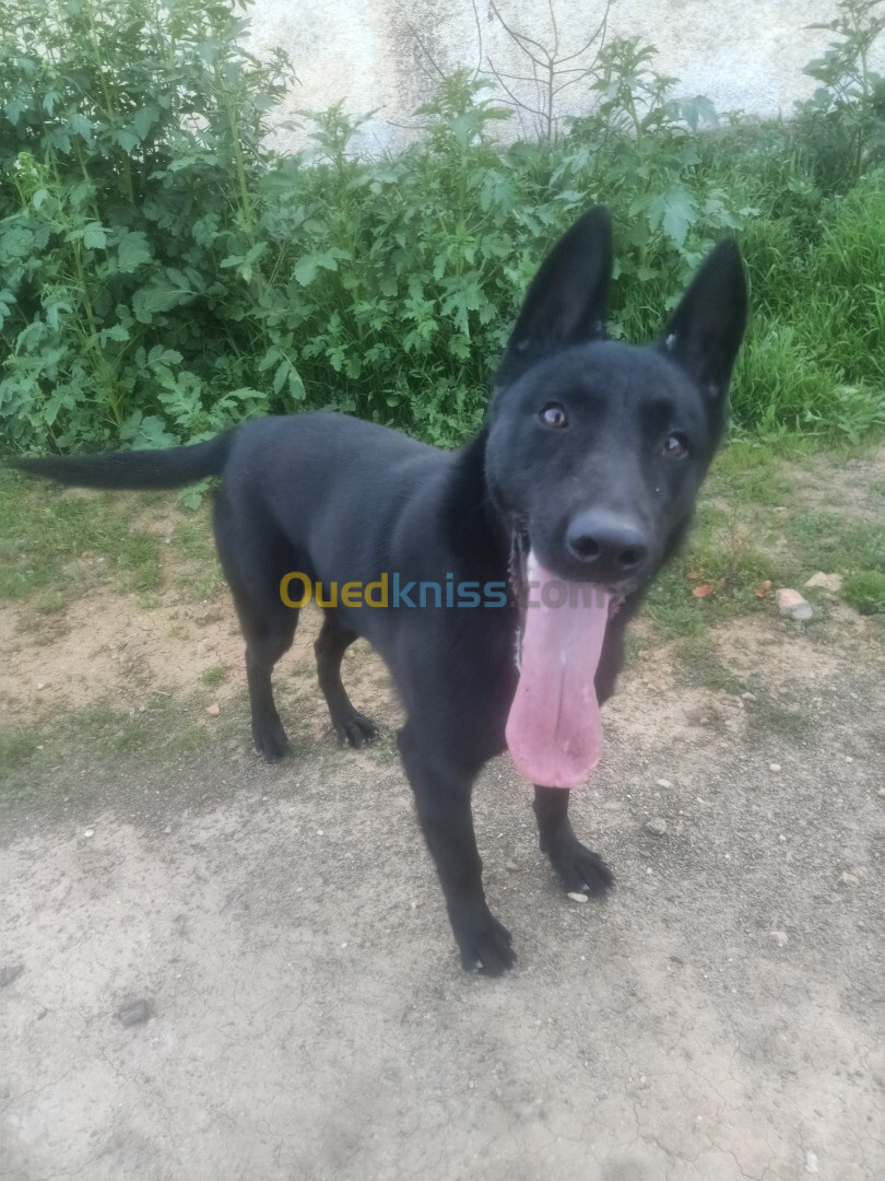 Femelle malinois bleu mexicain 16 mois avec un carnet de vaccin