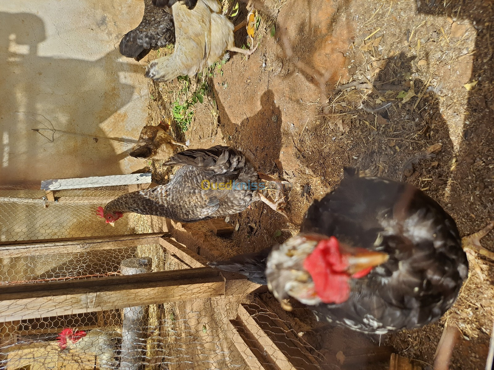 Poules pondeuses de ferme