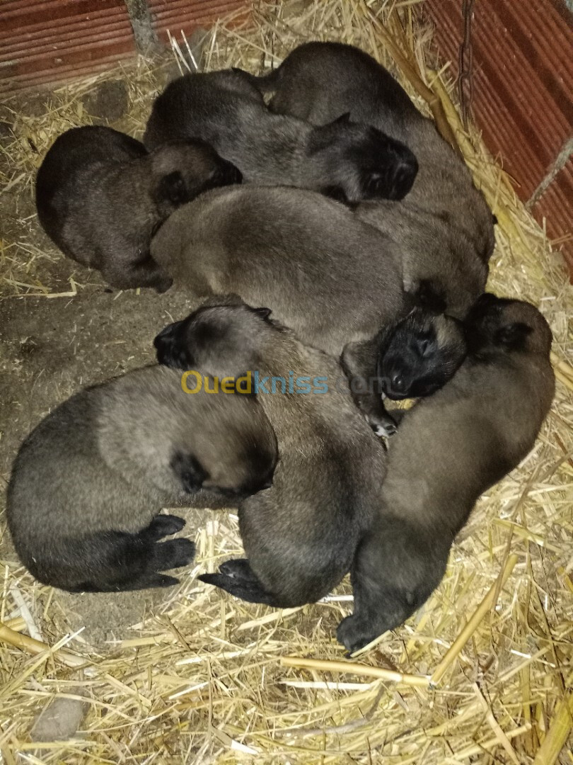 Chiots malinois pure race pour la réservation à vendre 