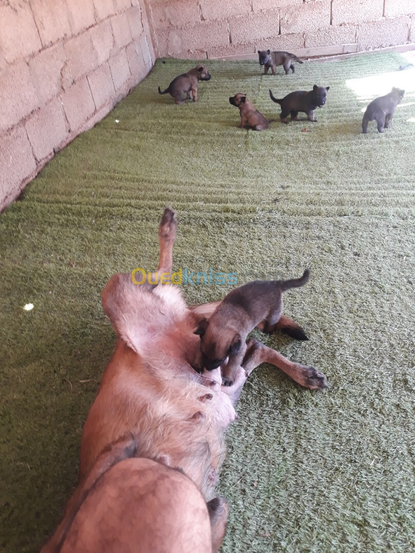 Chiots De Race Berger Belge Malinois A Vendre Ne 15 08 20244