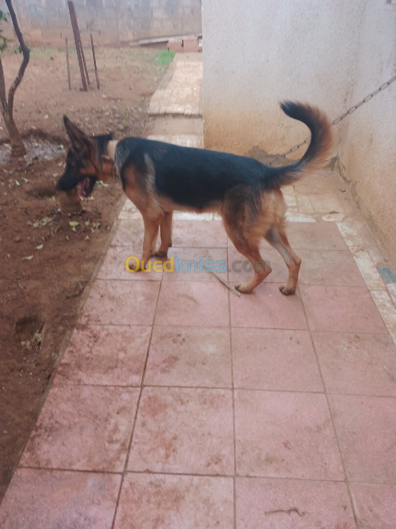 Berger allemand male Rex 