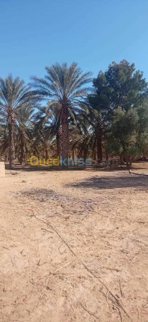 Vente Terrain Biskra Oumache