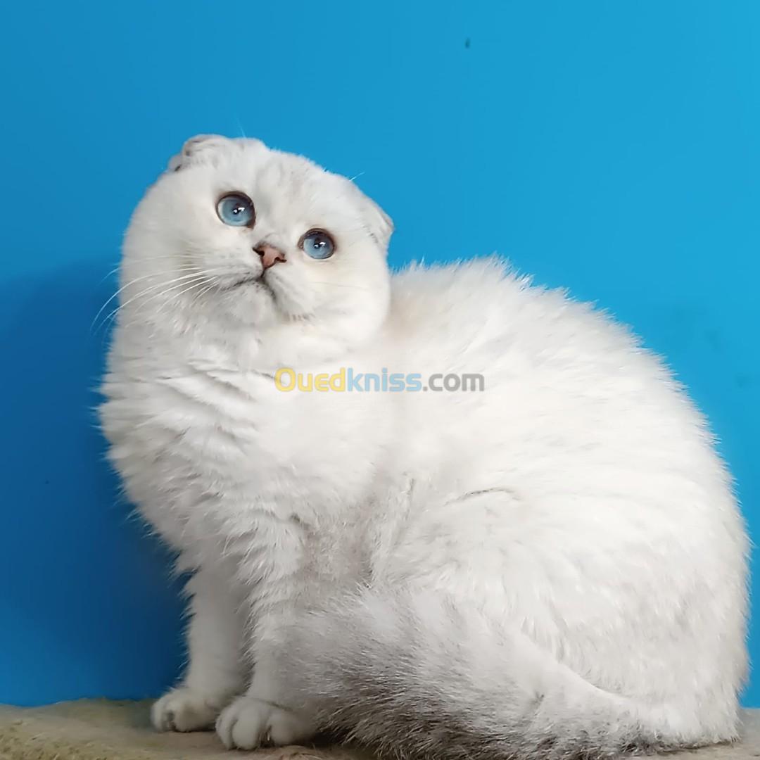 Scottish fold et british 