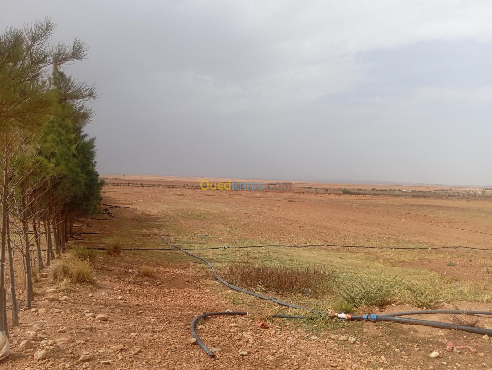 Vente Terrain Agricole Djelfa Ain el ibel