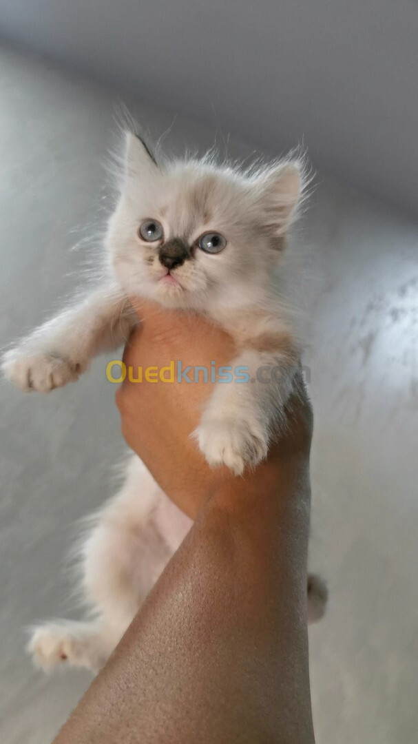 Vente de deux petites chatonnes très adorables